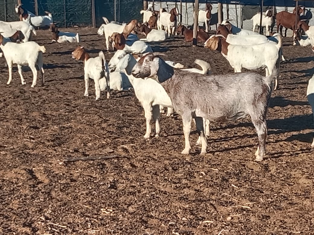 Steinkopf goat farm landscape