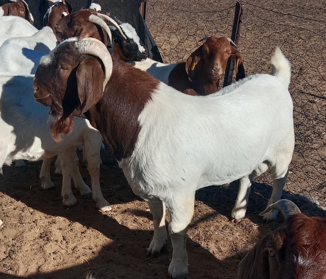 Quality breeding stock